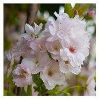You Garden Flowering Cherry 'Amanogawa' 1-1.2M Tall Bare Root