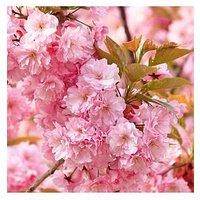 You Garden Flowering Cherry 'Kanzan' Tree (0.85-1.15M Tall Bare Root)