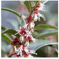 You Garden Sarcococca Wintergem 4.6L