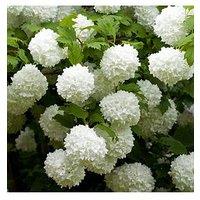 You Garden Viburnum Opulus 'Roseum' 3L
