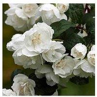 You Garden Philadelphus 'Virginal' 3L Pot