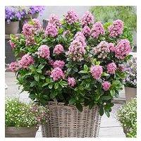 You Garden Escallonia Laevis 'Pink Elle' 2L