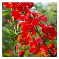 You Garden Chaenomeles Sup. 'Orange Trail' 2L