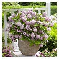 You Garden Deutzia Hybrida 'Rasberry Sundae' 3L