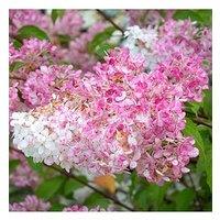 You Garden Hydrangea Paniculata 'Vanille Fraise' 3L