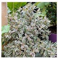You Garden Weigela Florida 'Monet' 3L