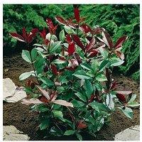 You Garden Photinia 'Red Robin' 3L