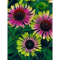 You Garden Echinacea Green Twister 3 X 9Cm Pot