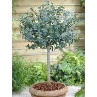 You Garden Eucalyptus Gunnii Standard 3L