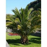 You Garden Pair Of Hardy Phoenix Palm Trees 1.2-1.4M Tall
