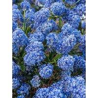 You Garden Ceanothus Thyrsiflorus Var Repens 3 X 9Cm Pot