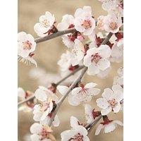 You Garden Prunus Incisa Kojo No Mai 3 X 9Cm Pot