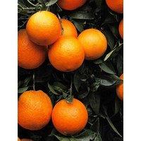You Garden Large Blood Orange Citrus Tree