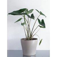 You Garden Alocasia Zebrina 'Elephant'S Ears' 12Cm Pot