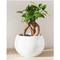 You Garden Ficus Microcarpa Ginseng 'Bonsai Fig' 14Cm Pot