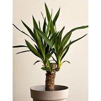 You Garden Yucca Elephantipes 11Cm Pot