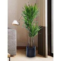 You Garden Yucca 3 Stem 60/30/20Cm In 21Cm Pot 100Cm Tall