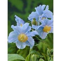 You Garden Meconopsis Himalayan Blue Poppy 3 X Jumbo Plugs