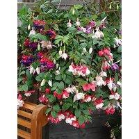 You Garden Pair Of Preplanted Fuchsia Trailing Hanging Baskets