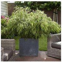 You Garden Fargesia Rufa (Fountain Bamboo) 5L