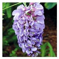 You Garden Wisteria Amethyst Falls 15Cm Pot