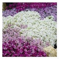 You Garden Creeping Moss Phlox Subulata Collection 6 X 9Cm Pots