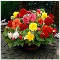 You Garden Begonia Fimbriata Mix X 10 Tubers