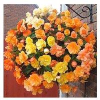 You Garden Begonia Apricot Fiery Shades Mix X 10 Tubers