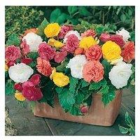 You Garden Begonia Non Stop X 10 Tubers