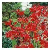 You Garden Crocosmia Lucifer 10 Bulbs