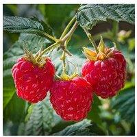 You Garden Premium Long Cane Raspberry X 10