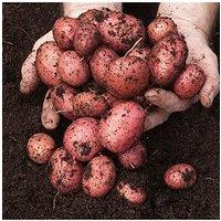 You Garden Seed Potato 'Desiree' (Pack Of 6 Tubers)