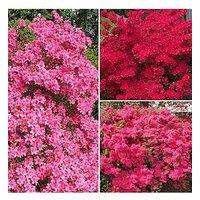 You Garden Japanese Azalea Collection (3 X 9Cm Pots)