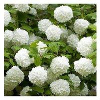 You Garden Viburnum 'Eskimo' 90Cm Standard (In 3L Pot)