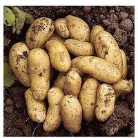 You Garden Seed Potato 'Charlotte' (Pack Of 6 Tubers)