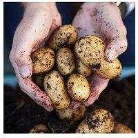 You Garden Seed Potato 'Pentland Javelin' (Pack Of 6 Tubers)