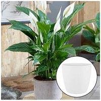 You Garden Spathiphyllum 'Peace Lily' With White Pot