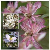 You Garden Collection Of 3 Montana Clematis (3 X 9Cm Pots)