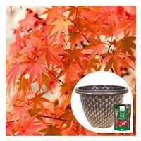 You Garden Phoenix Acer With Planter Pot & Feed