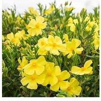 You Garden Halimium 'April Sun' (2L Pot)