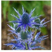 You Garden Eryngium 'Blue Hobbit' (3 X 9Cm Pots)