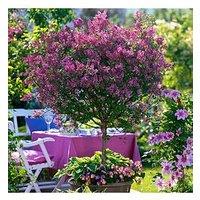 You Garden Pair Syringa 'Palibin' (Lilac) Standard 90Cm