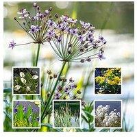 You Garden Pond Plant Collection 6 X 9Cm