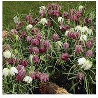 You Garden Fritillaria Meleagris Mixed 25 Bulbs