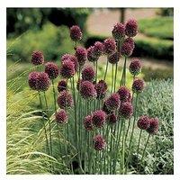 You Garden Allium Sphaerocephalon (Drumsticks) 100 Bulbs