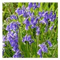 You Garden Scilla Nutans 20 Bulbs
