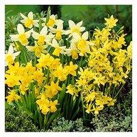 You Garden Narcissus Miniature Mixed 35 Bulbs