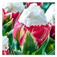You Garden Novelty Premium Tulip "Ice Cream" 10 Bulbs