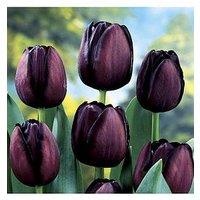 You Garden Tulip Queen Of The Night- 15 Bulbs
