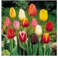 You Garden Tulip Triumph Mixed - 15 Bulbs